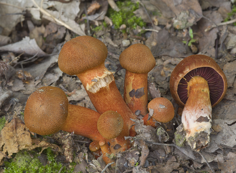 Cortinarius phoeniceus